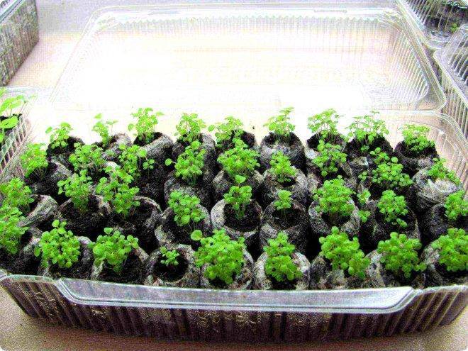 Самостоятельное выращивание клубники из семян дома