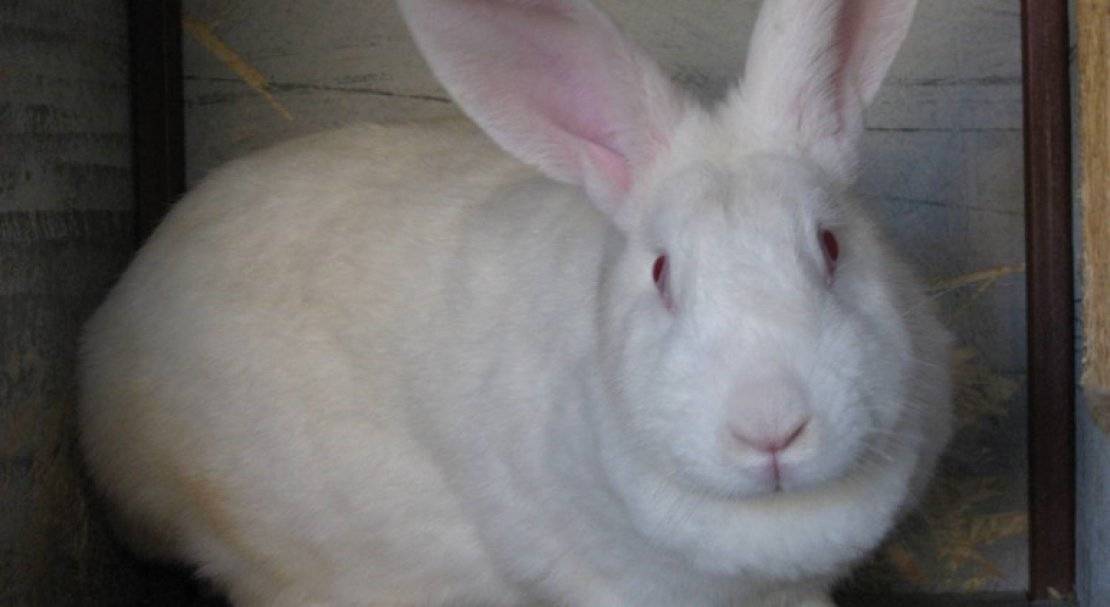 Кролик белый паннон: описание породы, продуктивность и уход