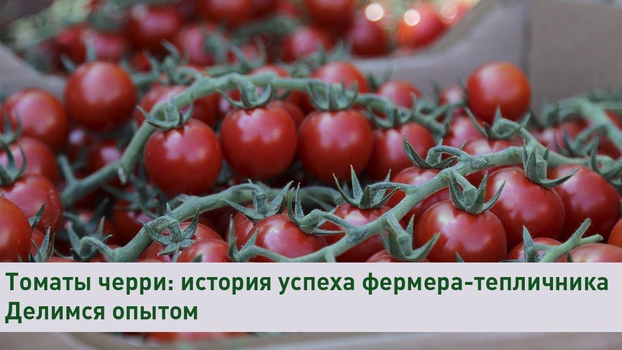 Томаты черри для теплицы - сорта помидоры, похожие на вишню: как выращивать лучшие сорта и ухаживать за кустом при выращивании? русский фермер