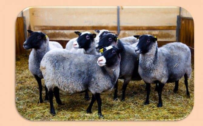 Романовская порода овец: характеристика и фото
