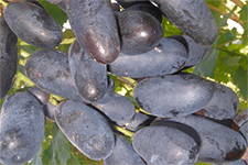 Один из лучших столовых сортов винограда «илья»