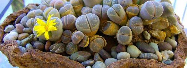 Выращивание литопсов из семян: как вырастить «живые камни» в домашних условиях? как сажать и как выглядят семена?