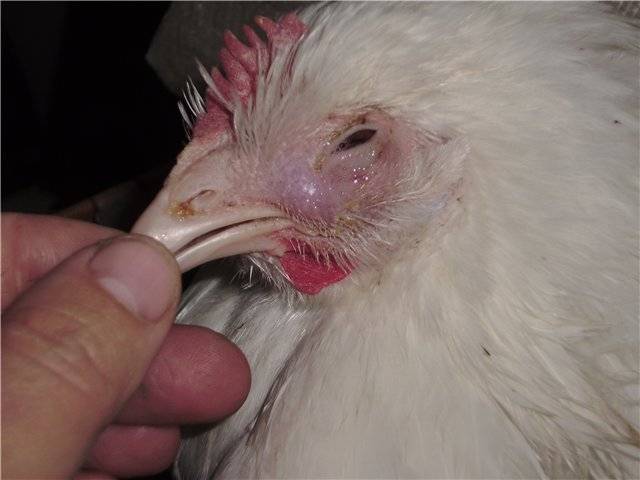 У курицы закрылись и опухли глаза: что делать и чем лечить