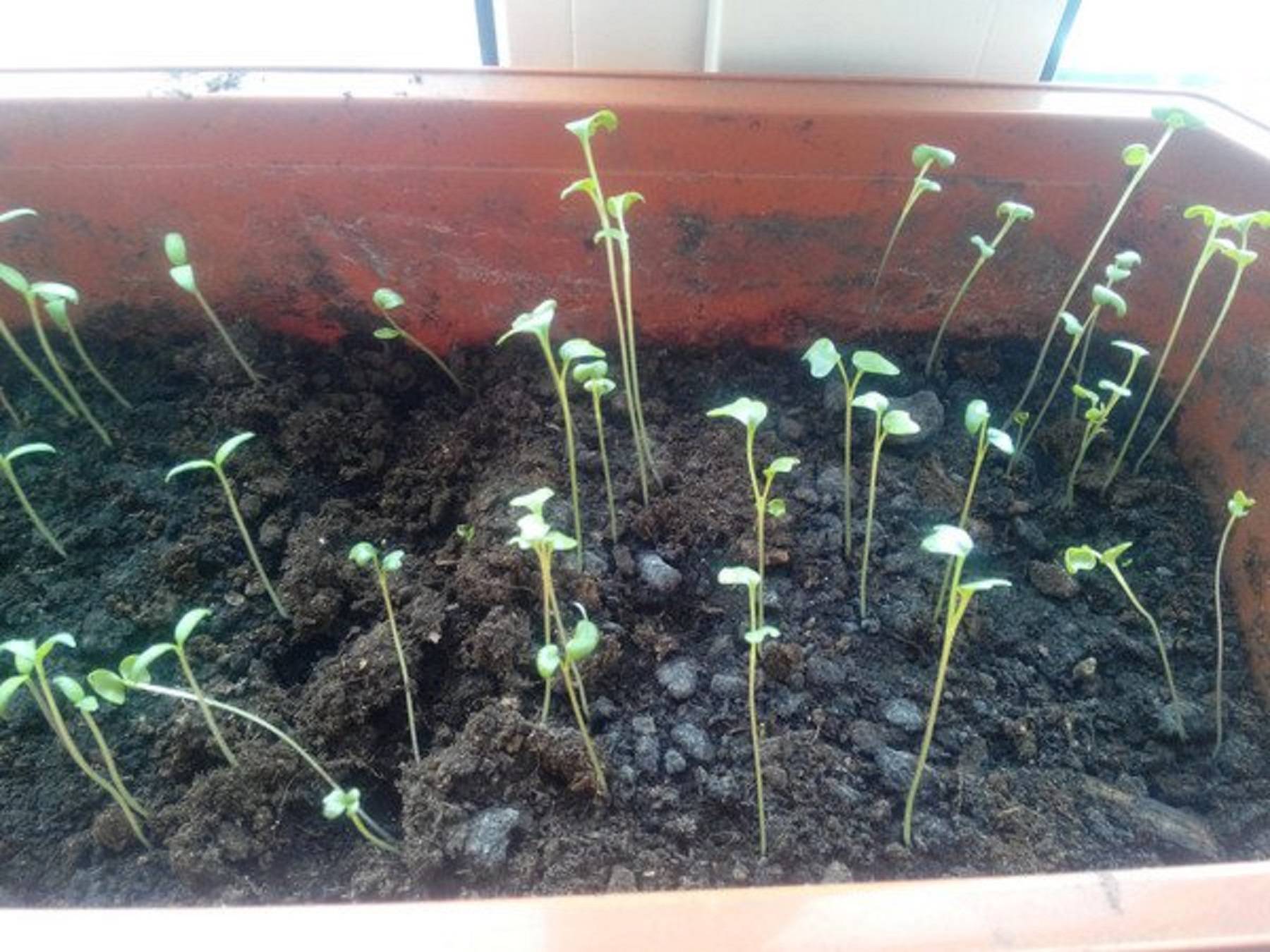 Как правильно посадить семена и вырастить рассаду капусты в домашних условиях: пошаговая инструкция, видео
