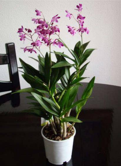 Орхидея дендробиум нобиле (dendrobium nobile): уход, выращивание