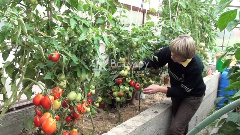 Как обрезать помидоры в теплице: уход и обрезка томатов + видео