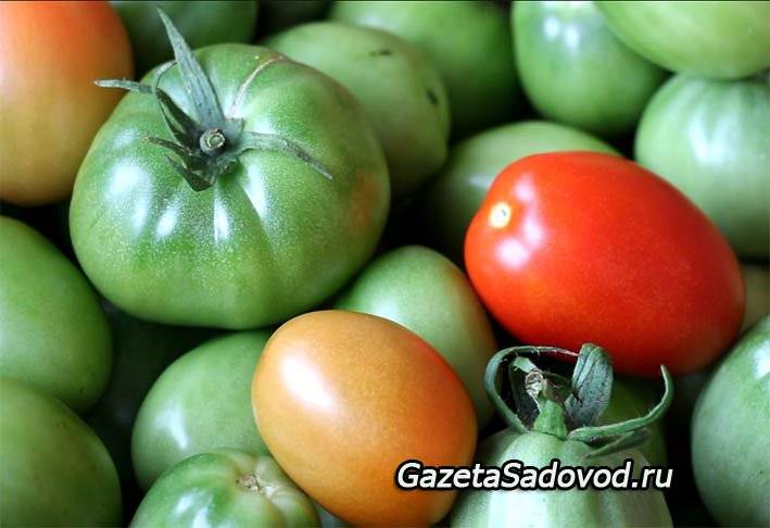Простые решения как ускорить созревание томатов в теплице