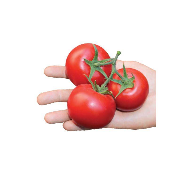 ✅ анюта: описание сорта томата, характеристики помидоров, посев - tehnomir32.ru