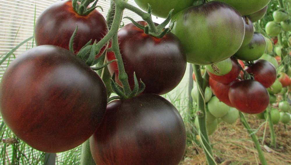 Описание сорта томата Синий — особенности выращивания