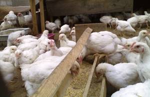Кормление цыплят бройлеров с первого дня в домашних условиях