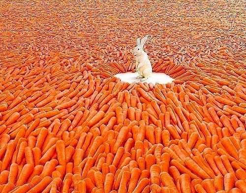 Почему морковь оранжевая: когда и как стала такой окраски