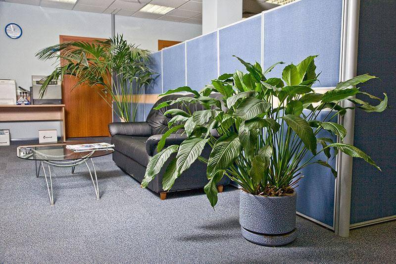 Лучшие неприхотливые растения для офиса. список комнатных с фото и описанием