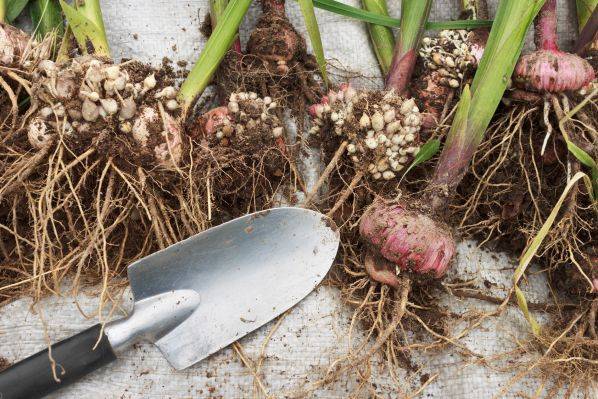 Как хранить луковицы гладиолусов зимой: когда убирать их на зиму? уборка осенью и хранение в домашних условиях. как сохранить до весны в квартире?