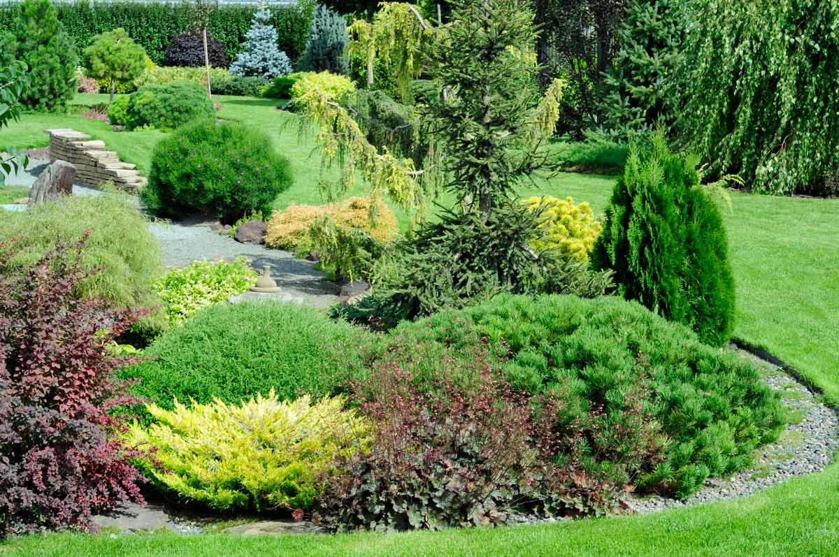 Многолетние цветущие и вечнозеленые кустарники для сада и дачи