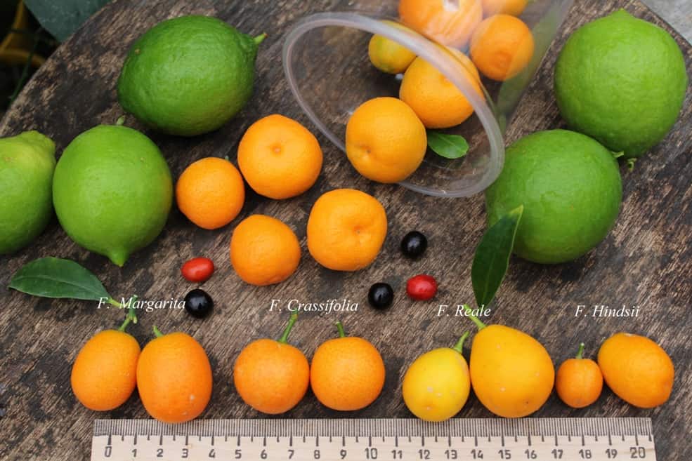 Цитрусовые фрукты список названий и фото - каки можно вырастить?