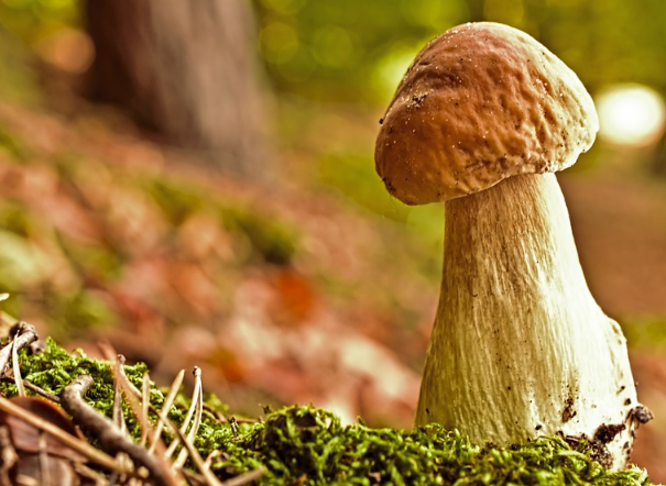 ✅ белые грибы: где растут и когда собирать, в какой сезон искать в лесу - tehnoyug.com