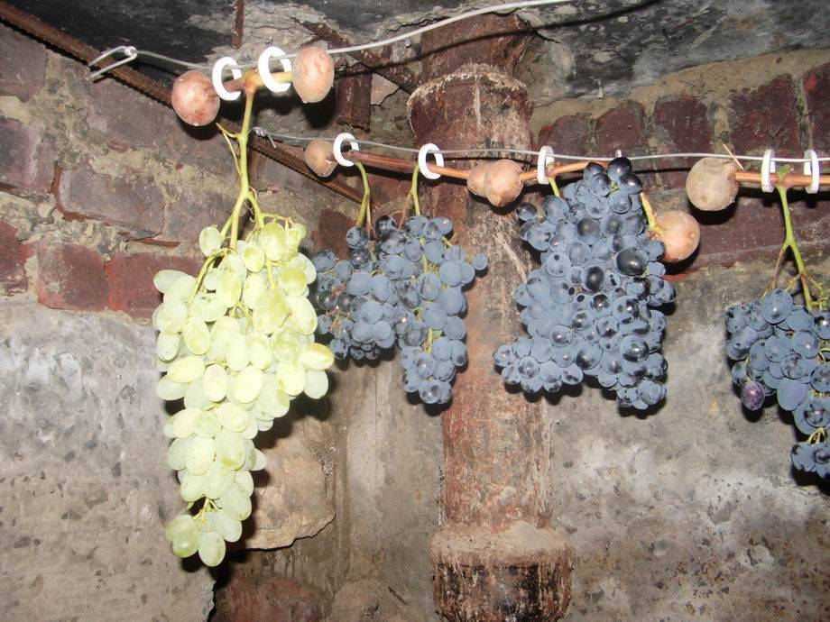 Как хранить виноград в домашних условиях на зиму