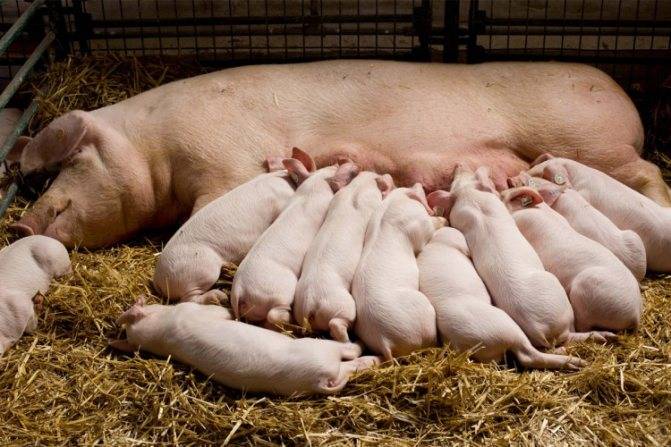 Признаки опороса свиноматки, сколько длятся первые роды, полезные рекомендации по уходу
