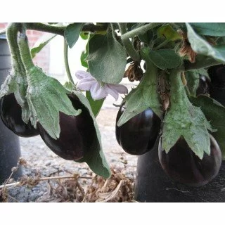 Баклажан черный красавец: отзывы, фото, описание и выращивание сорта