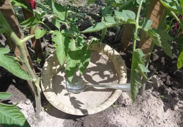 Подкормка рассады томатов золой – в домашних условиях, как применять в качестве удобрения