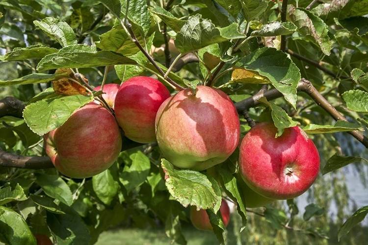Особенности посадки и ухода яблони сорта Жигулевское