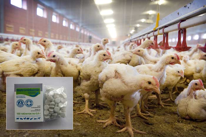 Метронидазол для цыплят и кур: описание, характеристика