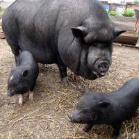 Разведение свиней – выгодный бизнес в домашних условиях