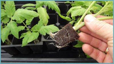 Болезни рассады помидоров – «скорую помощь» для молодых растений