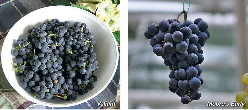 Морозоустойчивые сорта винограда для средней полосы
