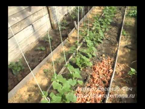 Посадка огурцов в теплице рассадой: любительская инструкция