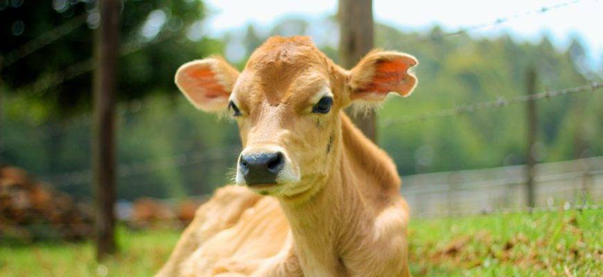 Беременность у коров: сколько месяцев длится период, как рассчитать срок