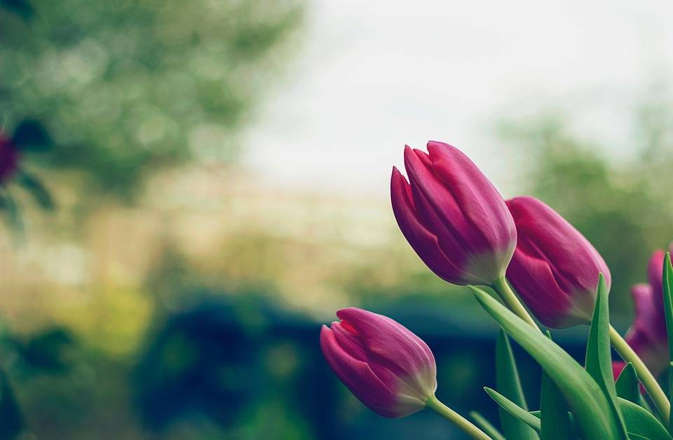 Гиацинт в горшке, тюльпаны и нарциссы. почему не цветут и еще 10 вопросов