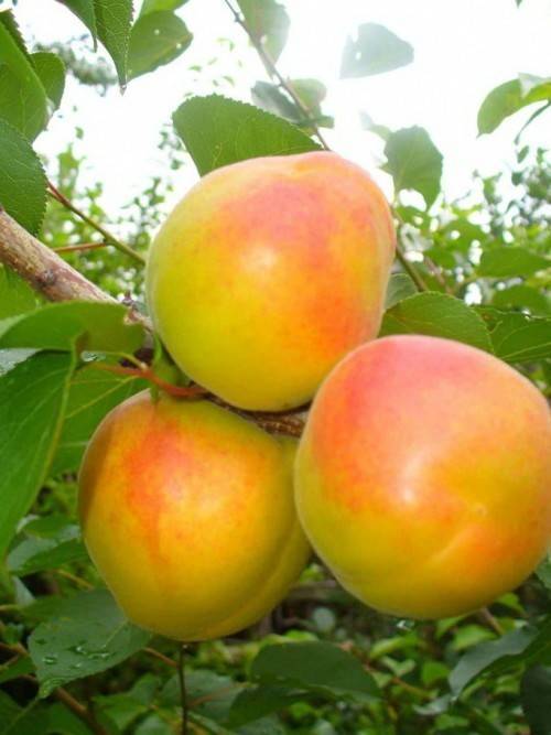 Опыление абрикоса: естественное, ручное, особенности, технология, лучшие самоплодные сорта, опылители для самобесплодных
