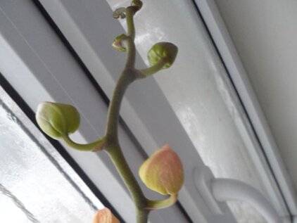 У орхидеи опали цветы: почему такое случается, что делать, как спасти растение