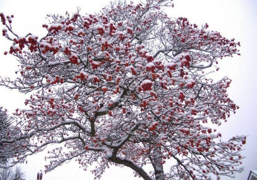 Сорта яблонь для сибири - обзор лучших. особенности посадки плодовых деревьев в суровом климате