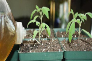 Оксидат торфа — экологически чистый стимулятор роста растений и плодоовощных культур - дом и участок