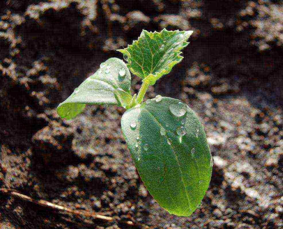 Рассада огурцов - 7 простых и эффективных способов выращивания