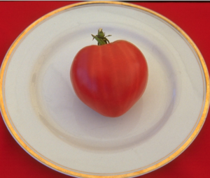 Характеристика и описание сорта томата чудо уолфорда, его урожайность