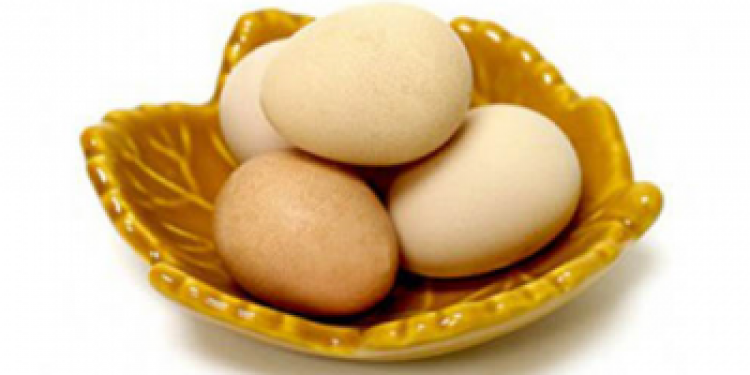 Польза и вред яиц цесарок