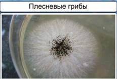 Павлова и. 				 |
 плесневые грибы. дрожжи | газета «биология» № 39/2002