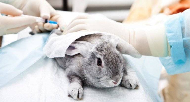 Ринит у кроликов: правила лечения, меры профилактики