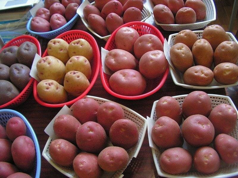 Ранние сорта картофеля для северо запада