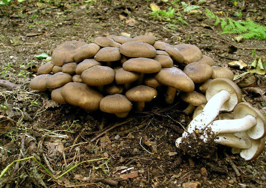 Рядовки (грибы). описание, фото и виды