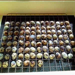 Инкубация перепелиных яиц: полное руководство
