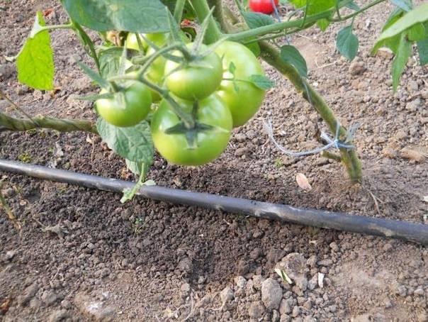 Как поливать рассаду помидоров правильно