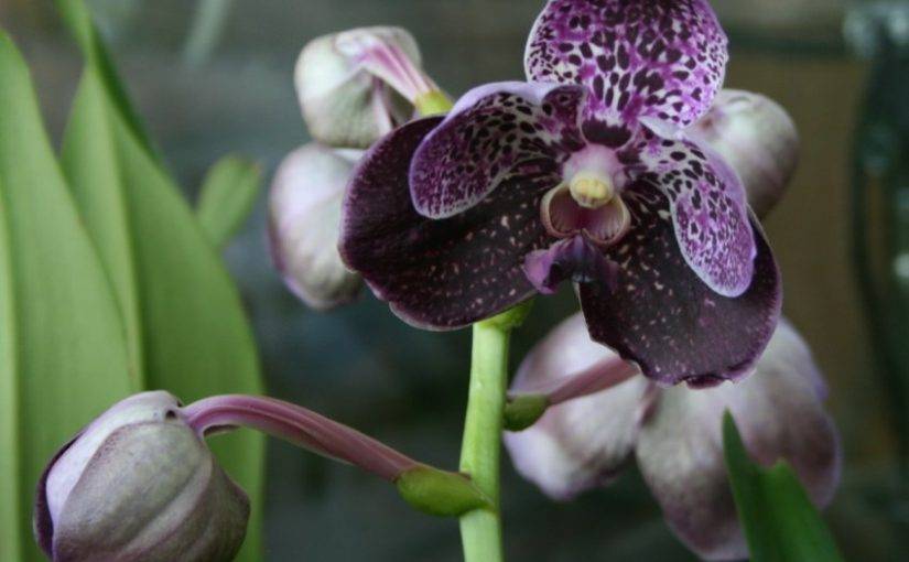 Орхидея ванда: виды цветов, выращивание и размножение