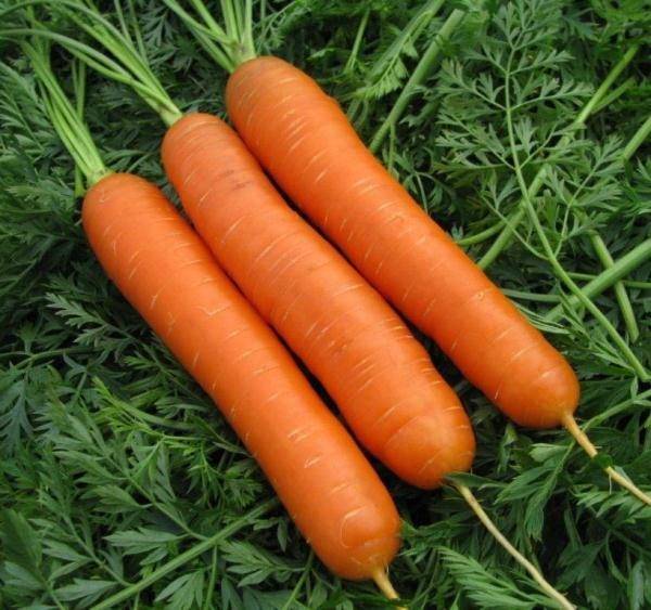 Морковь голландская: особенности этой селекции, описание сортов и нюансы выращивания русский фермер