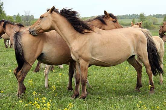 Башкирская лошадь. описание породы с фото и видео