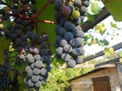Виноград жемчуг черный, розовый, белый и саба: описание гибридных сортов