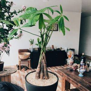 Пахира: все нюансы ухода за растением в домашних условиях + фото и видео